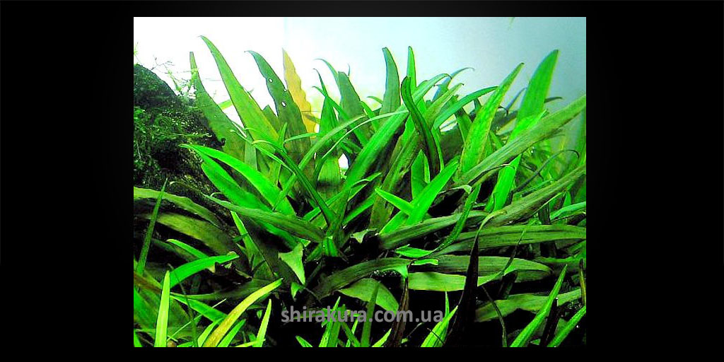 Криптокорина Блискуча / Cryptocoryne Lucens