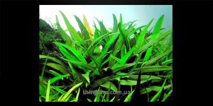 Криптокорина Блискуча / Cryptocoryne Lucens