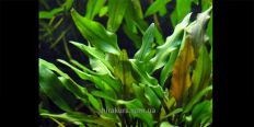 Криптокорина Желтая / Cryptocoryne Lutea
