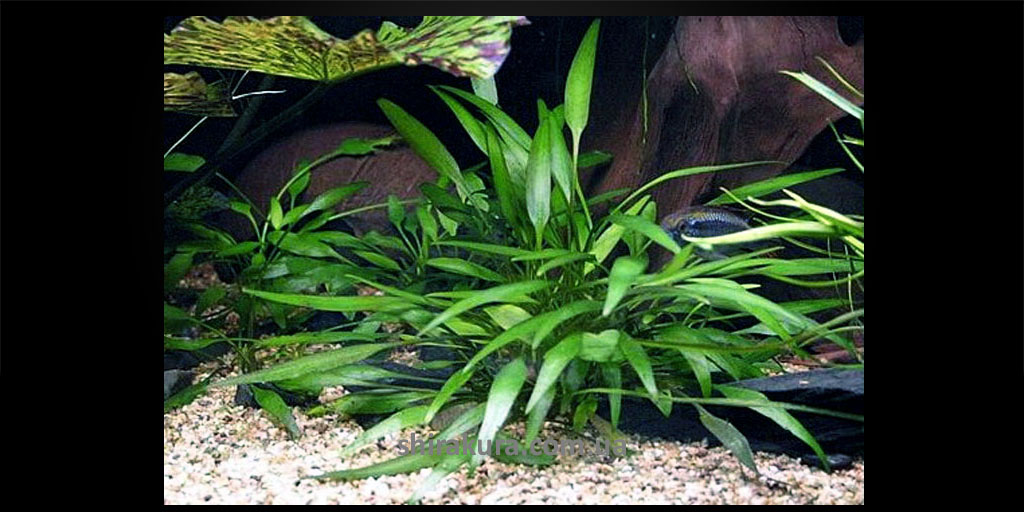 Криптокорина Невіля / Cryptocoryne Nevillii