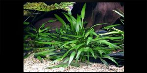 Криптокорина Невіля / Cryptocoryne Nevillii