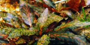 Криптокорина Нурі Розен Мейден / Cryptocoryne Nurii Rosen Maiden Bt.Perah Raub