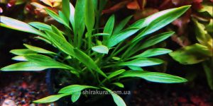 Криптокаріна Парва / Cryptocoryne Parva