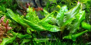 Криптокорина понтедерієлиста / Cryptocoryne Pontederiifolia