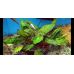 Криптокорина понтедерієлиста / Cryptocoryne Pontederiifolia
