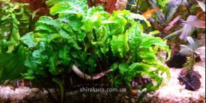 Криптокорина Кумедна / Cryptocoryne Scurrilis