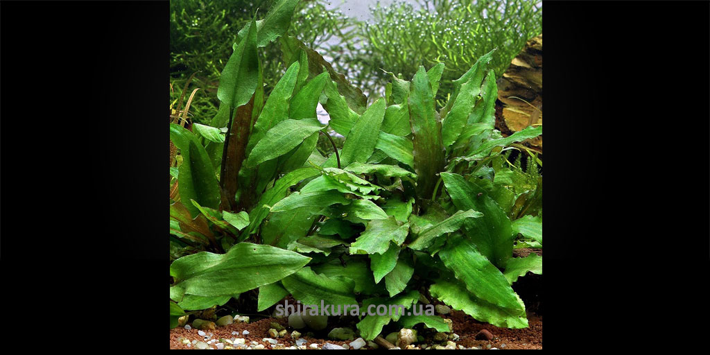 Криптокорин Вендт / Cryptocoryne Wendtii