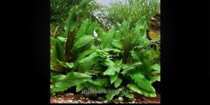 Криптокорин Вендт / Cryptocoryne Wendtii