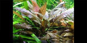 Криптокорина Вендта Тропіка / Cryptocoryne Wendtii Tropica