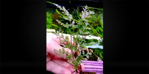 Папороть Bolbitis Heteroclita Cuspidata