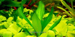 Ехінодорус Echinodorus sp. Estansia Argentina