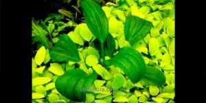 Ехінодорус Echinodorus sp. Saturn Ibirapuita