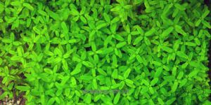 Повійничок / Elatine Triandra