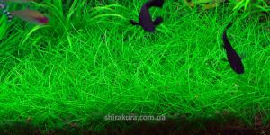 Ситняк Елеохаріс Белем / Eleocharis sp. Belem