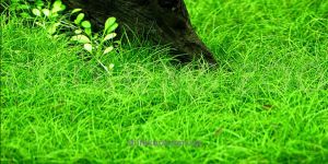 Ситняк Елеохаріс Парвула / Eleocharis Parvula