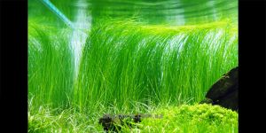 Ситняг Елеохаріс Гігантський / Eleocharis sp. Xingu