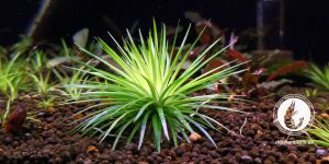 Еріокаулон Амамі Ошима / Eriocaulon Amami Oshima