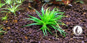 Еріокаулон Австралійський / Eriocaulon sp. Australia