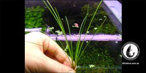 Еріокаулон Eriocaulon Big Sulawesi Grass