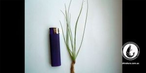 Еріокаулон Eriocaulon Father Duster