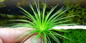 Еріокаулон Японський (Середній) / Eriocaulon Japan (middle)