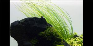 Еріокаулон Японський Голчастий / Eriocaulon Japan Needle Leaf