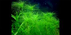Эриокаулон Кимберли / Eriocaulon sp. Kimberly
