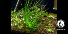 Еріокаулон Малаятор / Eriocaulon sp. Malayatoor