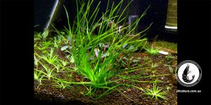 Еріокаулон Малаятор / Eriocaulon sp. Malayatoor