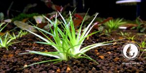 Еріокаулон Паркері / Eriocaulon Parkeri