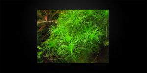 Еріокаулон Сетасеум / Eriocaulon Setaceum