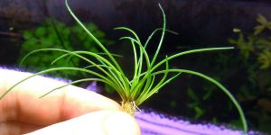 Еріокаулон Eriocaulon Shorts Sulawesi Grass