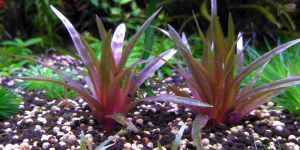 Еріокаулон Кінг Кримсон / Eriocaulon sp. King Crimson / Quinguangulare