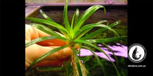 Еріокаулон В'єтнам / Eriocaulon sp. Vietnam