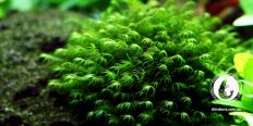 Мох Феникс / Phoenix Moss / Fissidens fontanus