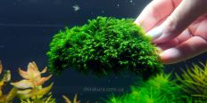 Fissidens Fox moss