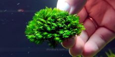 Мох Фиссиденс Малорка/ Fissidens sp. Mallorca
