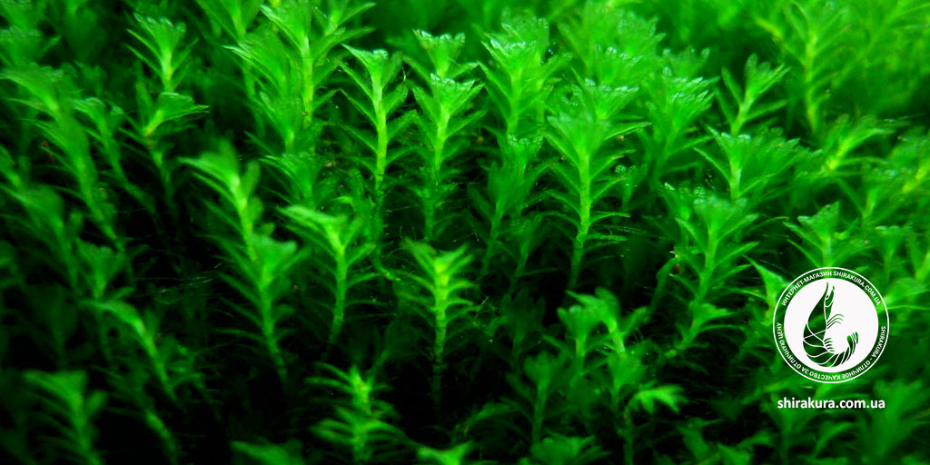 Мох Фіссіденс Міні / Fissidens Mini Мох Фіссіденс Міні / Fissidens Mini