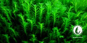 Мох Фіссіденс Міні / Fissidens Mini