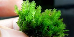 Мох Фіссіденс Нобіліс / Fissidens Nobilis