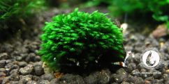 Мох Фісіденс Сплачнобріоїдіс / Fissidens splachnobryoides