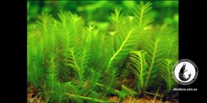 Мох Фіссіденс Тайланд / Fissidens sp. Thailand