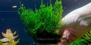 Мох Полум'я / Flame moss / Taxiphyllum sp.