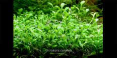 Глоссостигма / Glossostigma