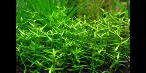 Граціола ауреа / Gratiola aurea