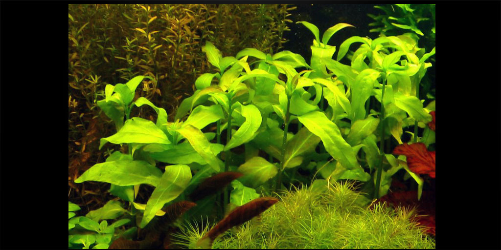 Гімнокороніс спілантоїдес / Gymnocoronis spilanthoides