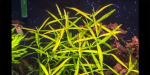 Хедіотіс Борнео / Hedyotis sp. Borneo Orange