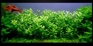 Хедіотіс зальцмана / Hedyotis salzmannii