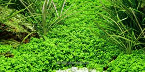 Хеміантус Куба / Hemianthus Callitrichoides Cuba