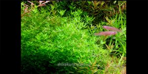 Хеміантус мікронтемоїдес / Hemianthus micranthemoides